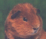 cavia